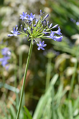 Image showing Bell African lily