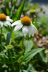 Image showing White coneflower