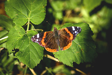 Image showing Red Admiral butterfly in a green garden