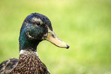 Image showing Duck close-up of the head standing out