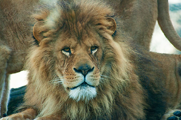 Image showing Lion in the nature