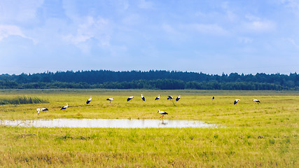 Image showing White Storks Resting On A Yellow Field At Summer Day