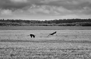 Image showing Two White Storks Fly Over A Field - Black And White