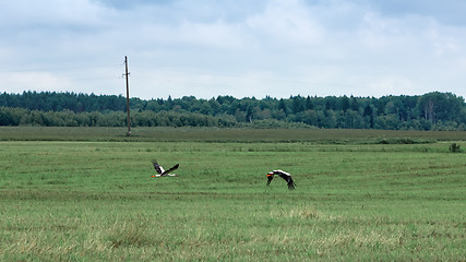 Image showing Two White Storks Fly Over A Field In Summer