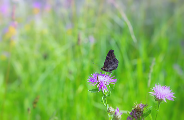 Image showing Peacock Butterfly Drinking Nectar On A Summer Meadow