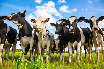 Image showing Holstein cows in the pasture