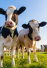 Image showing Holstein cows portrait