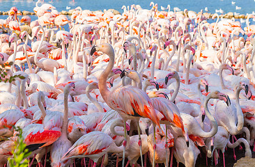 Image showing Pink flamingo in the Camargue