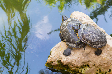 Image showing Turtles standing on a stone in the water