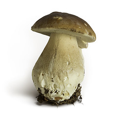 Image showing Boletus edulis mushroom 