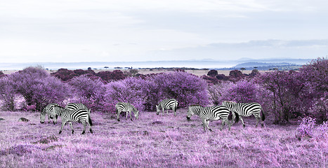 Image showing zebras grazing in purple african savannah