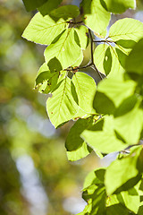 Image showing Fall leaves on a tree branch 