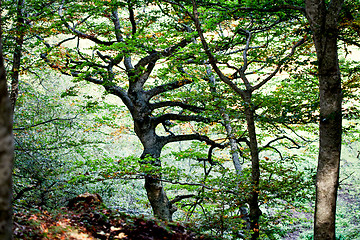 Image showing Italian autumn forest