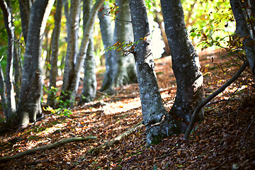 Image showing Italian autumn forest landscape.