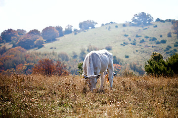 Image showing Cow in the pasture.