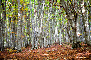 Image showing Autumn forest. Italian landscape.