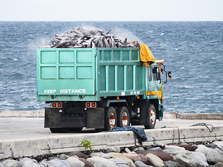 Image showing Truck loaded with tuna in Gensan City, the Philippines