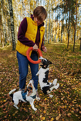 Image showing Woman playing with two Jack Russell