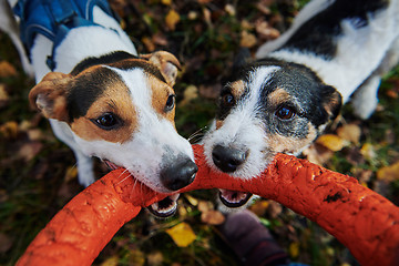 Image showing Jack russells fight over stick