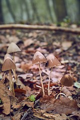 Image showing Mushroom growing in the forest
