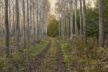 Image showing Planted forest in autumn