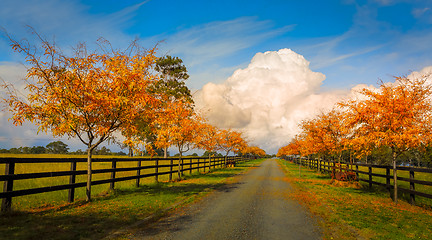 Image showing Tree lined road in Autumn