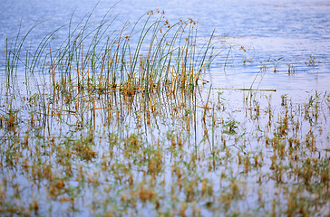 Image showing Reed plants in open water of the Florida lake