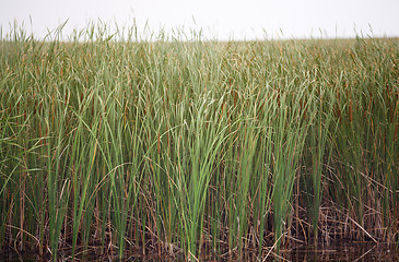 Image showing Reed plants in open water of the Florida lake