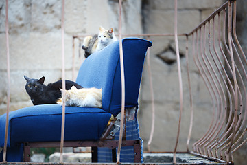 Image showing Three undomesticated cats on a blue abandoned arm-chair