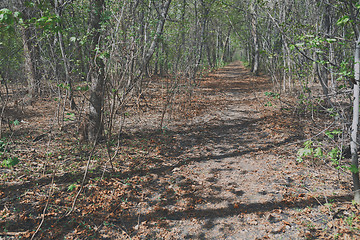 Image showing Pathway amidst Trees In Forest