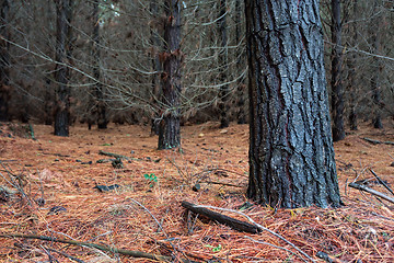 Image showing Pine Forest