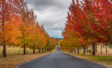 Image showing Autumn colours in Hartley