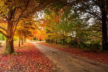 Image showing Autumn in the Mountains