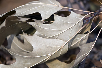 Image showing Autumn oak leaves. Background