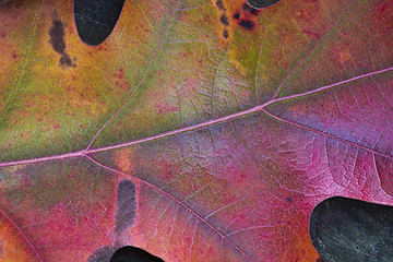 Image showing Detail of oak leaf