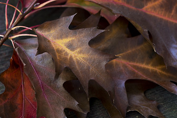 Image showing Autumn oak leaves. Background