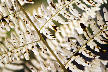 Image showing Detail of fern leaves in autumn