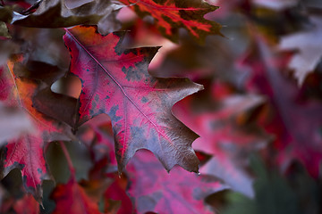 Image showing Autumn oak leaves. Background