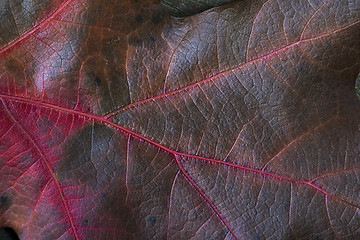 Image showing Detail of oak leaf