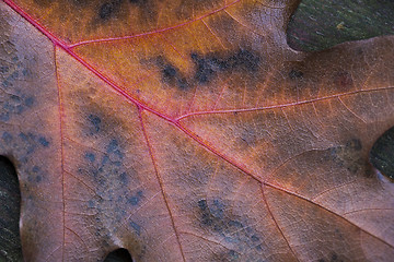 Image showing Detail of oak leaf