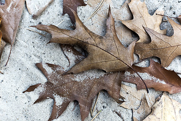 Image showing Autumn oak leaves. Background