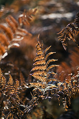 Image showing Leaf of fern leaves in autumn