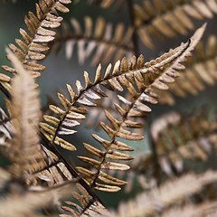 Image showing Detail of fern leaves in autumn