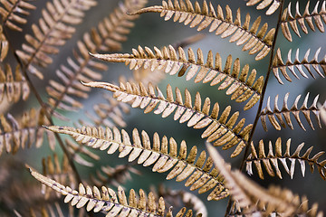 Image showing Detail of fern leaves in autumn