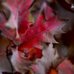 Image showing Autumn oak leaves. Background