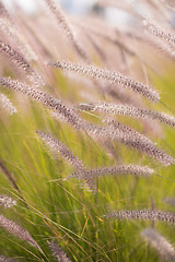 Image showing Alpine meadow