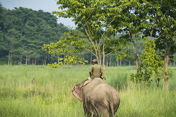 Image showing Mahout or elephant rider riding a female elephant