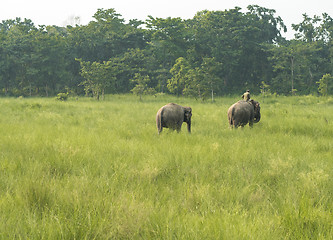 Image showing Mahout or elephant rider with two elephants