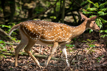 Image showing spotted or sika deer in the jungle