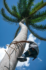 Image showing Adult male climbs coconut tree to get coco nuts